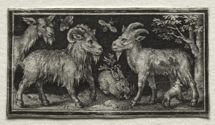 Goats and Hare