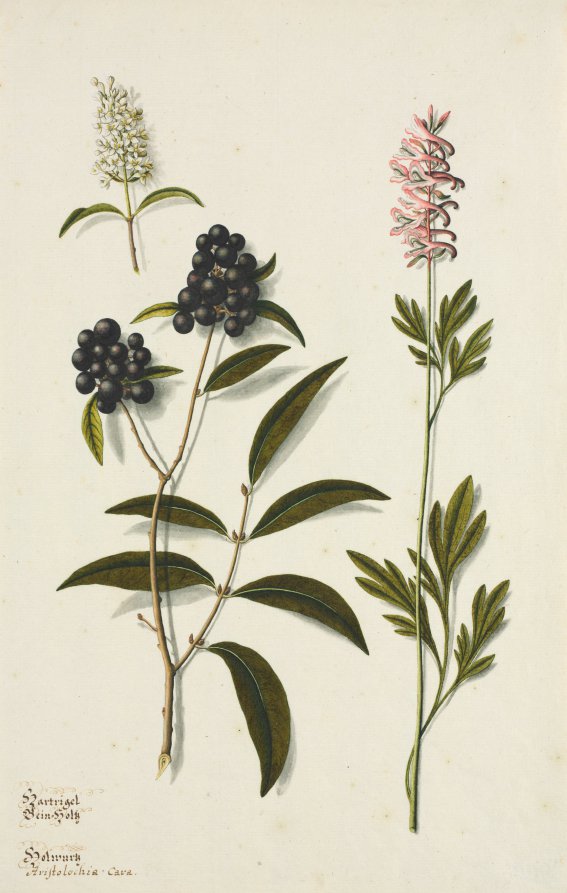 Cornus sanguinea and Aristolochia cava, c. 1700s