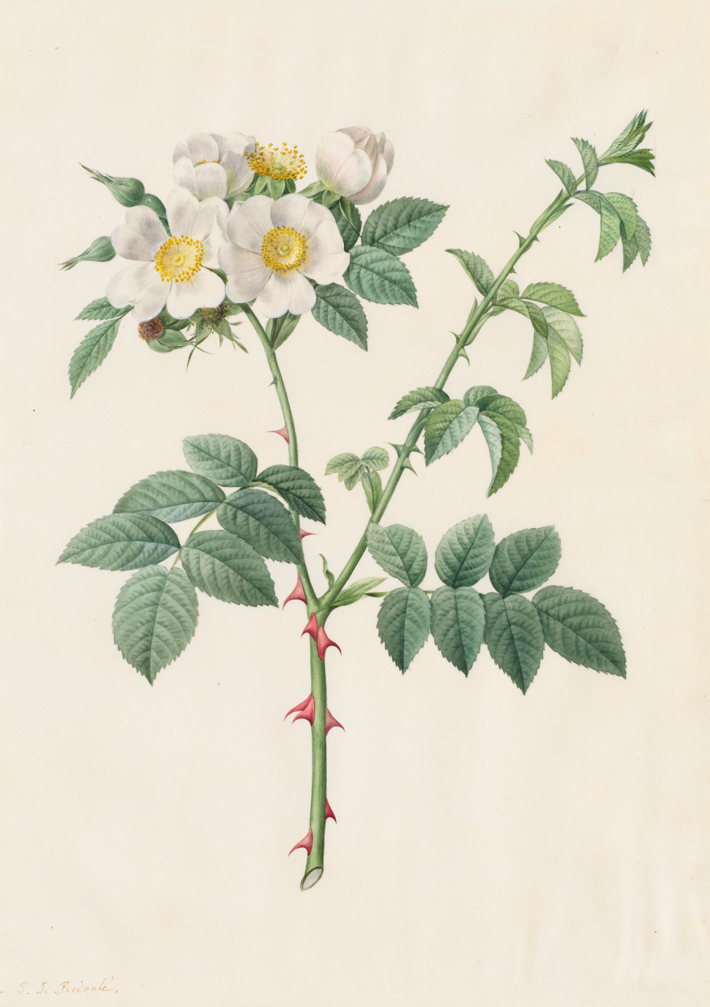 Brier Bush Rose or Dog Rose (Rosa Leucantha)