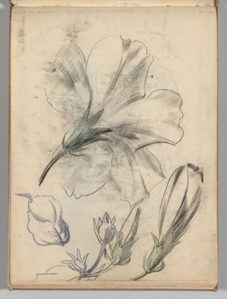 Sketchbook, Spain: Page 84, Studies of Flowers