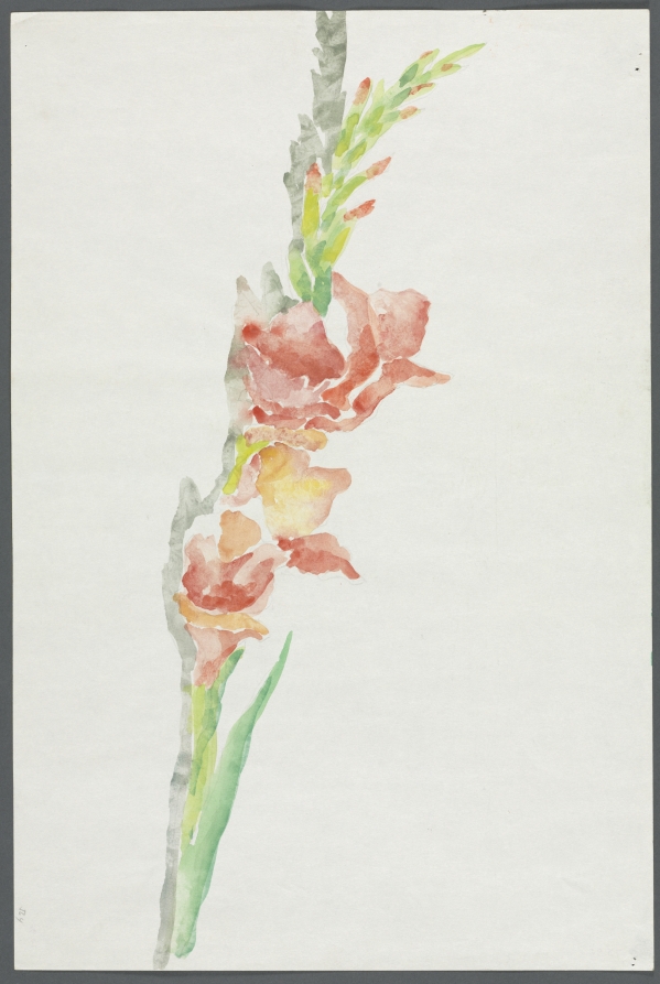 Gladiola, Hobson Pittman, c. 1969
