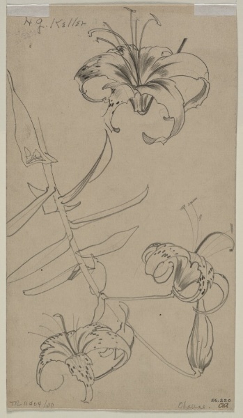 Sketch of Tiger Lilies (verso)