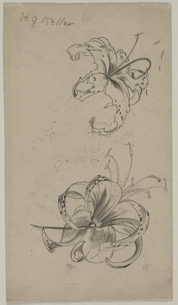 Sketch of Tiger Lilies (recto)