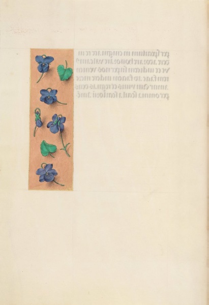 Hours of Queen Isabella the Catholic, Queen of Spain:  Fol. 16v, Short Border with Strewn Violets