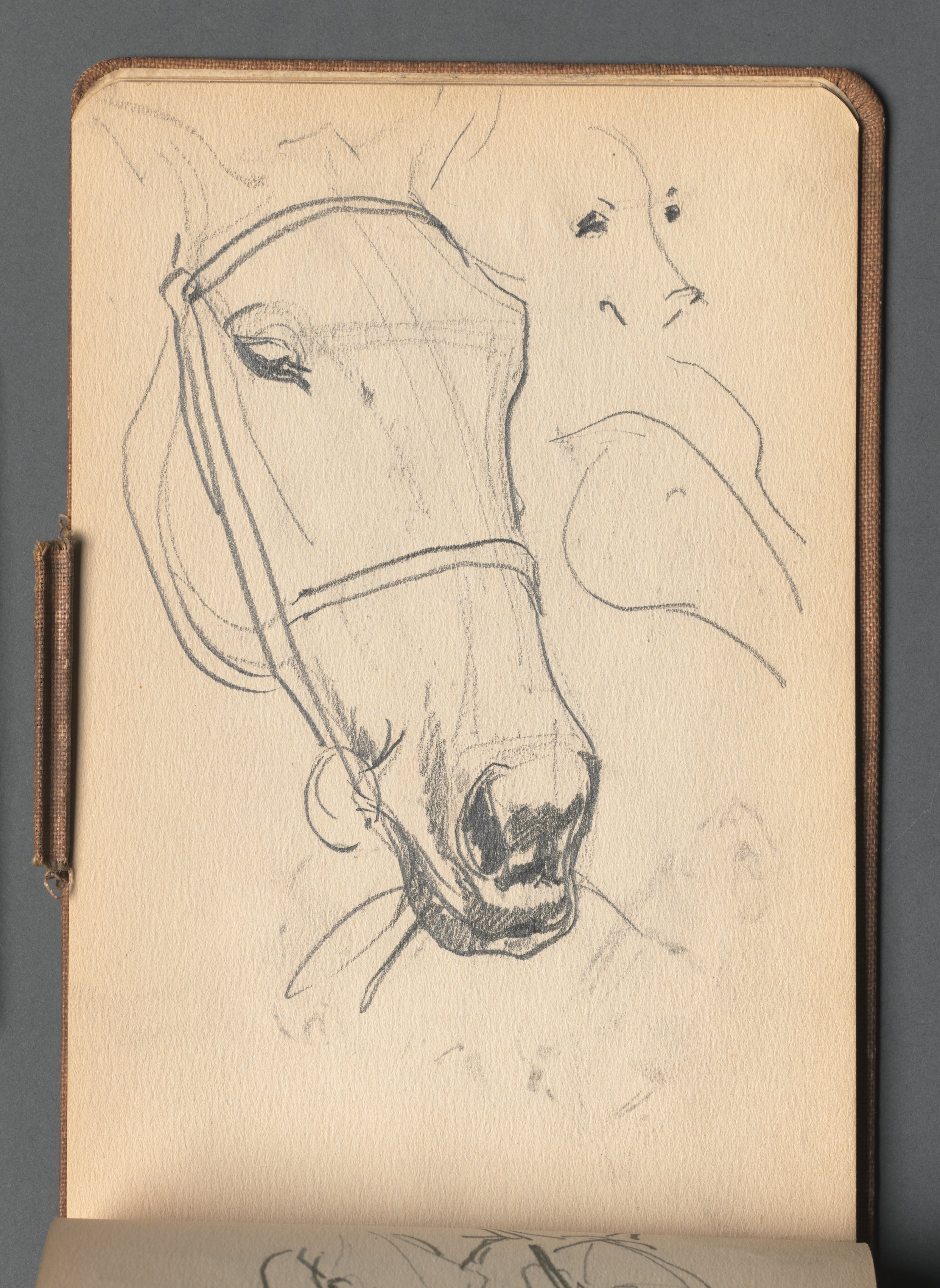 Study of a Horse (pg 41) 