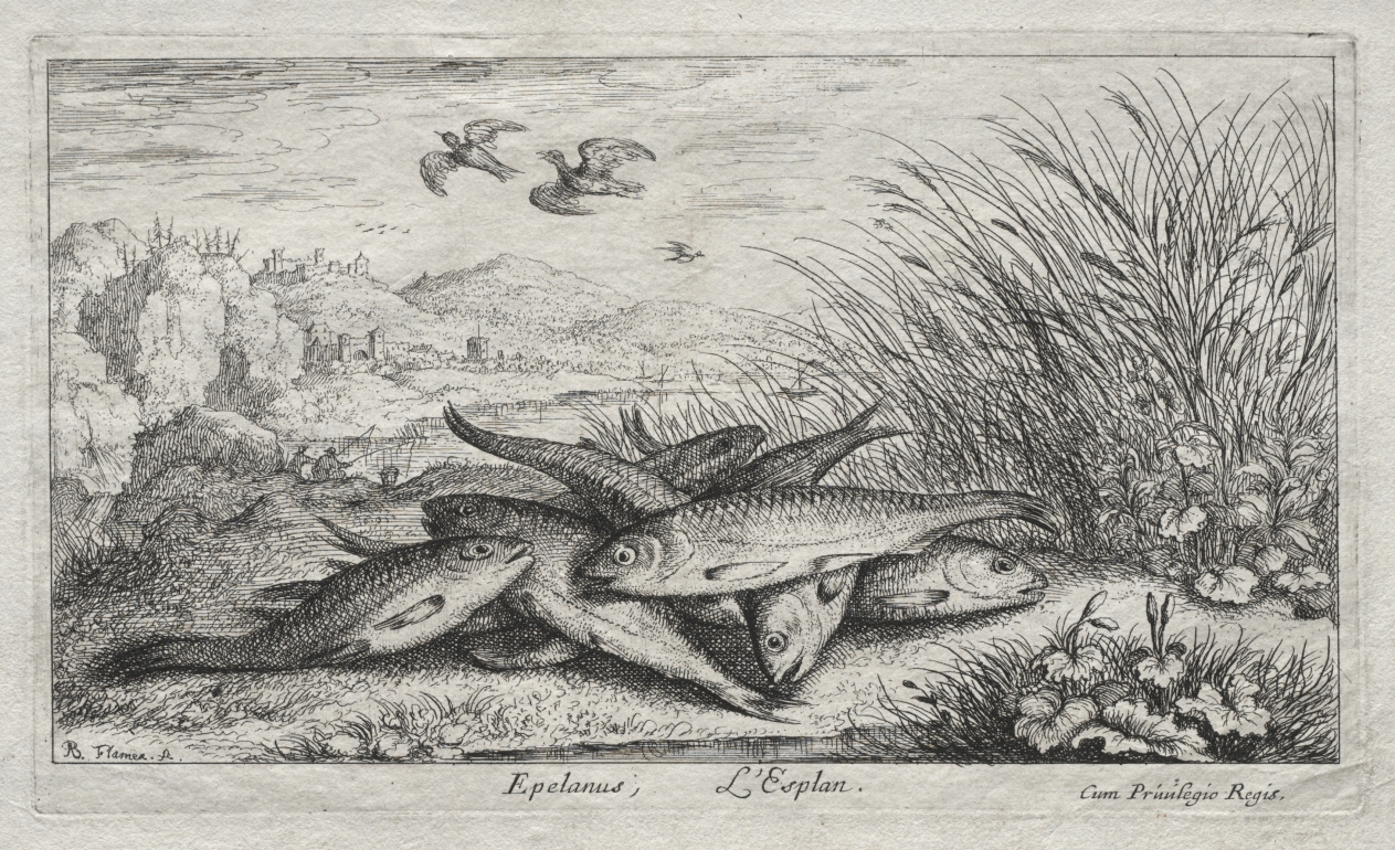 Seconde Partie de Poissons d'eau douce (Several Fresh Water Fish Species. Part II): Epelanus, L' Esplan (The Smelt)