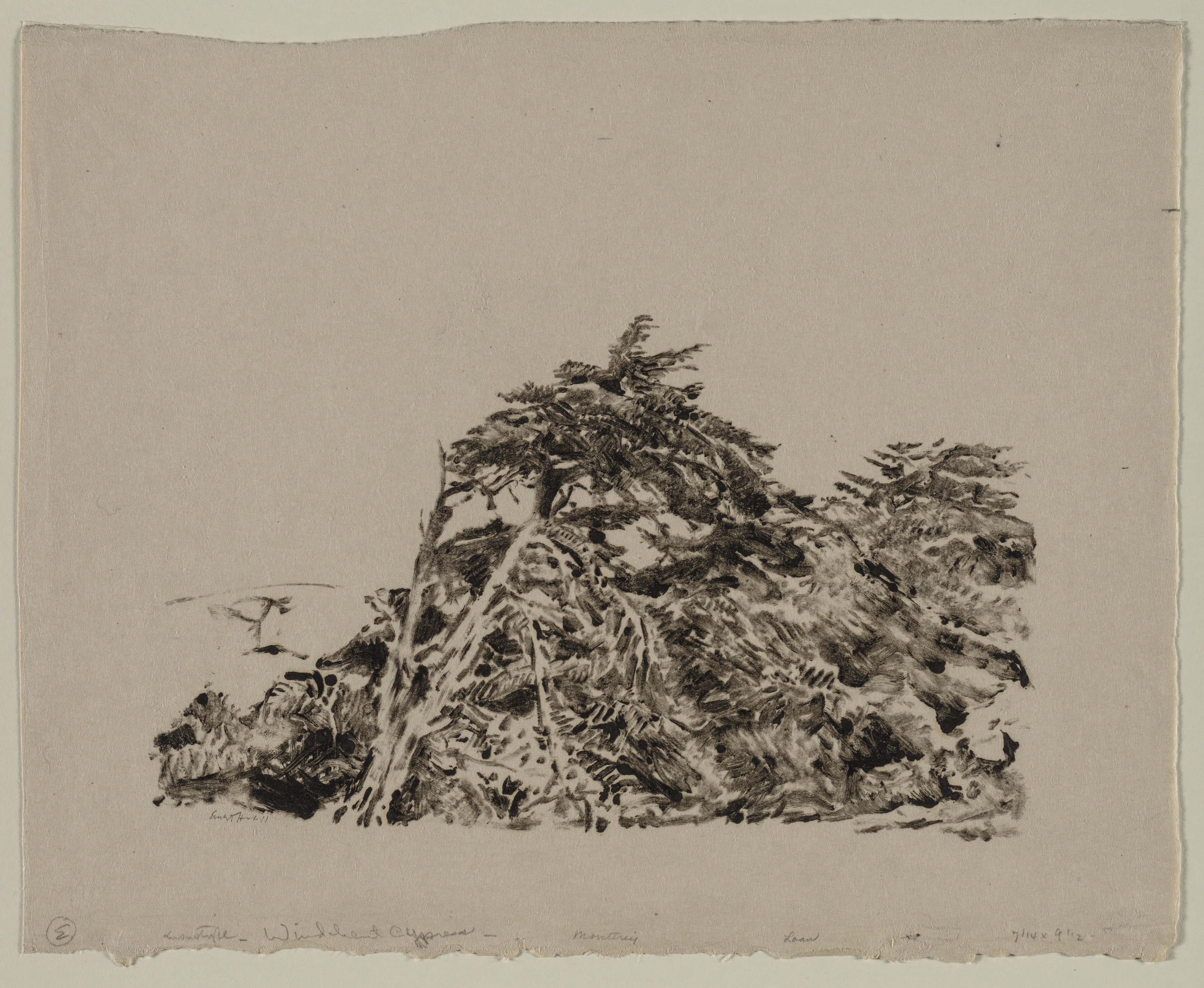Windbent Cypress