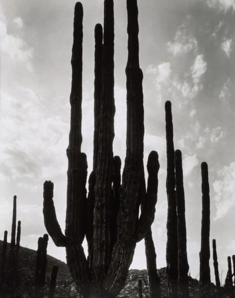 Cactus, Baja