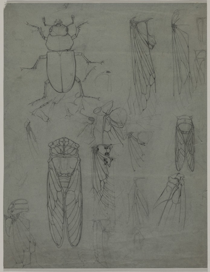 Study for Cicadas and Beetle, August Biehle, Jr., 1903–1905