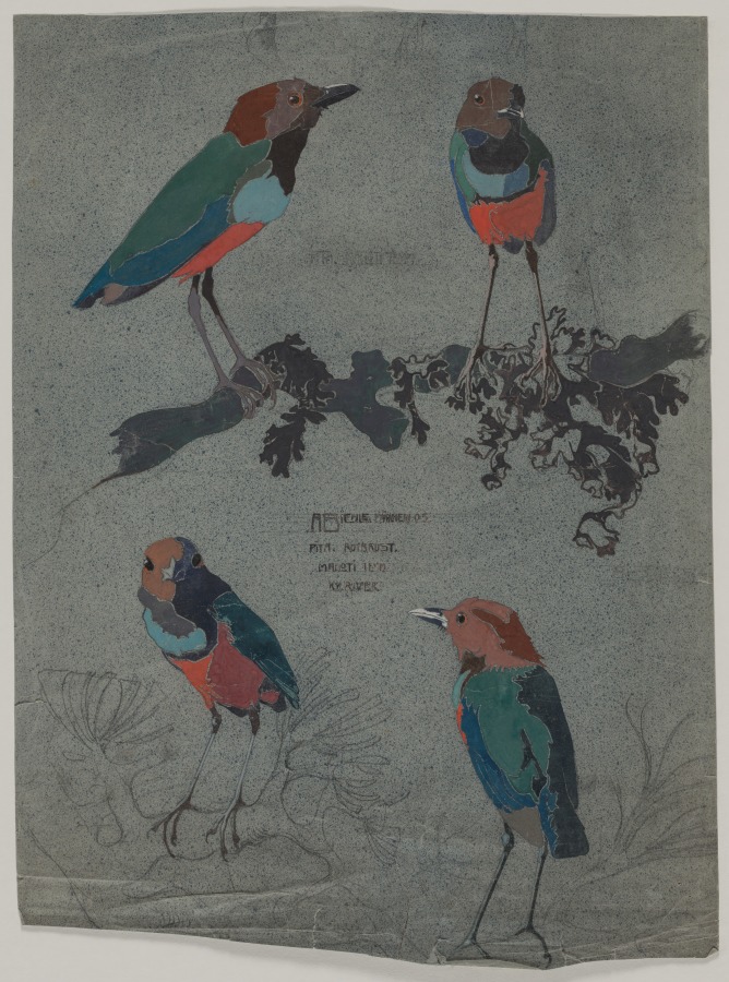 Studies of Birds (Pitta Blue-breast, also known as Pitta Red-breast, August Biehle, Jr., 1905