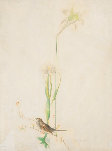 Lilies and Sparrow