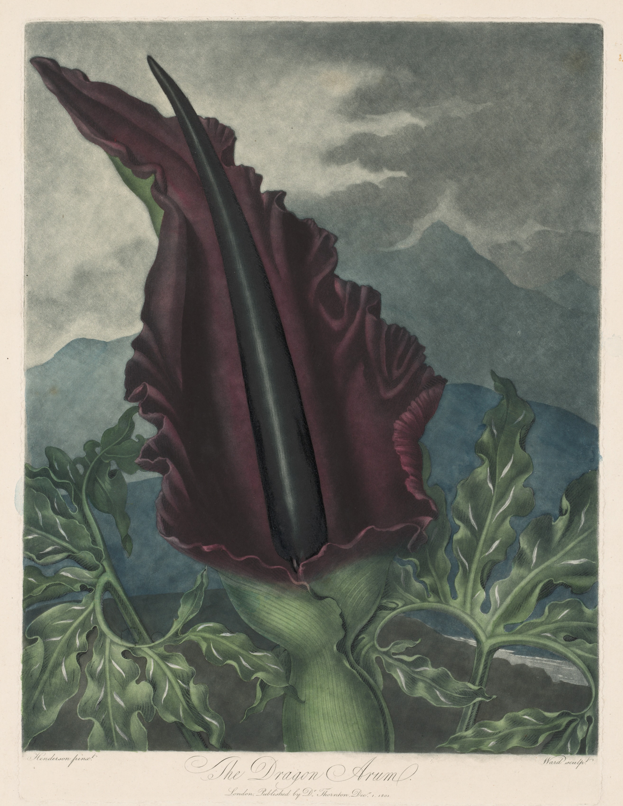 The Dragon Arum, Black Calla or Solomon's Lily