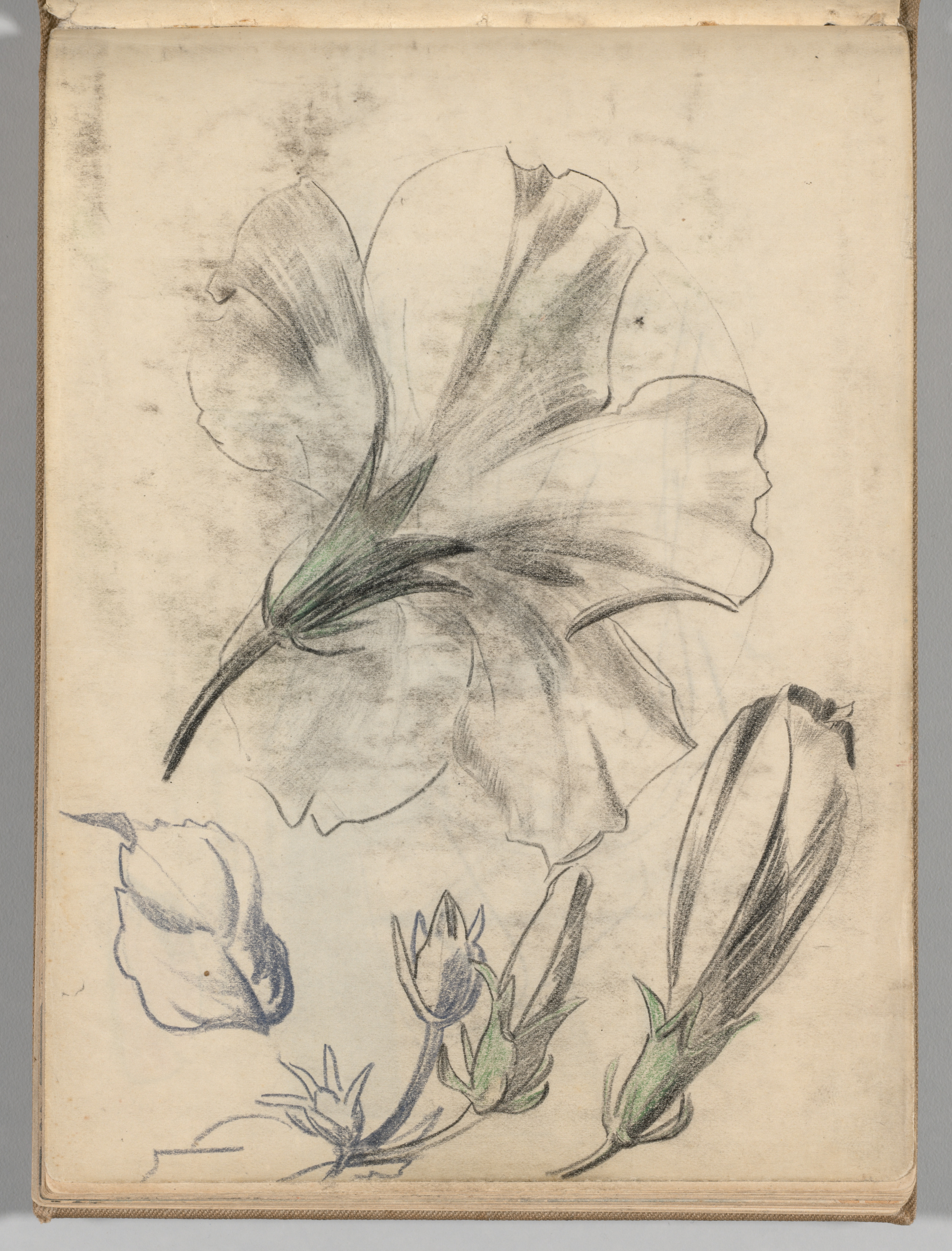 Sketchbook, Spain: Page 84, Studies of Flowers
