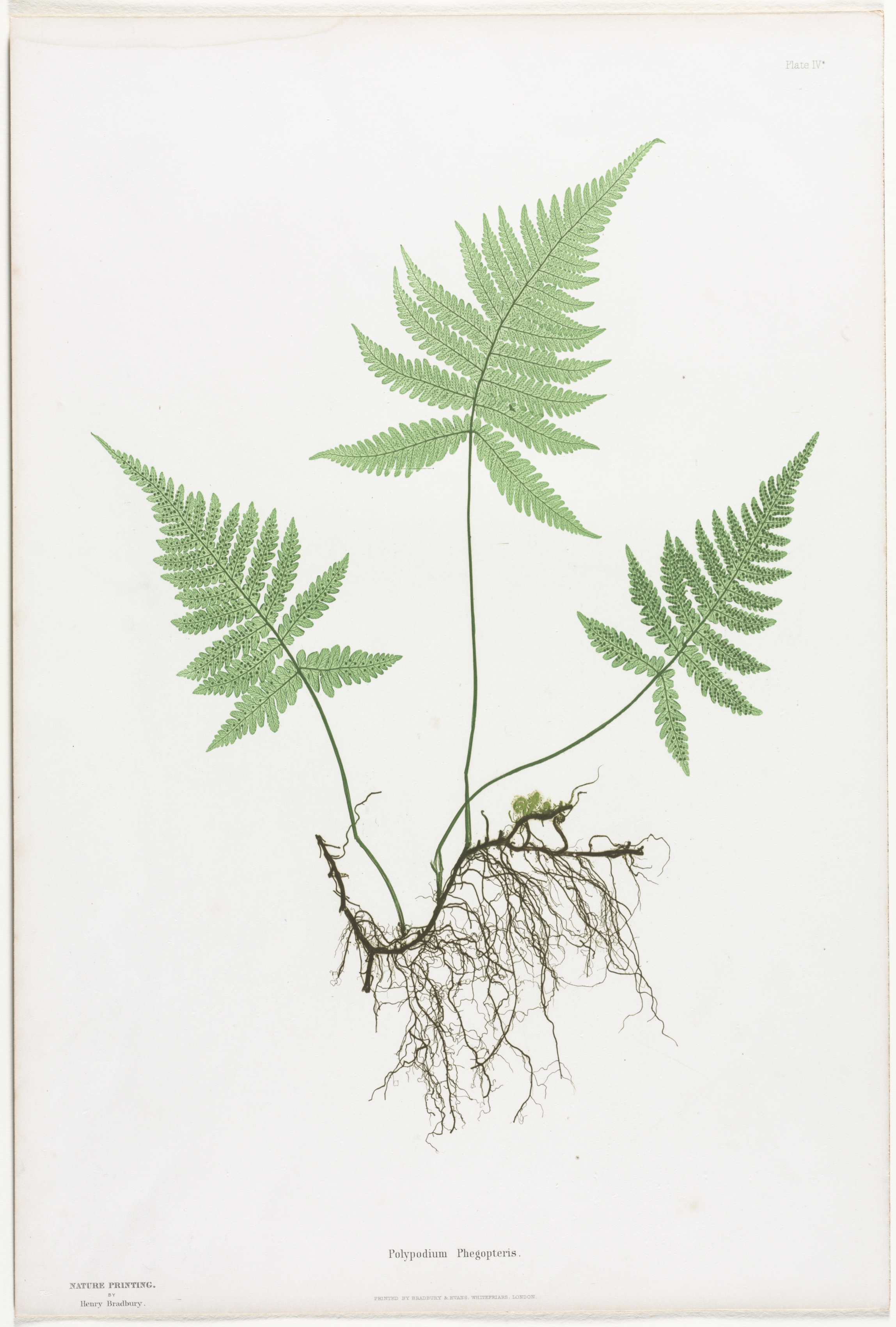 Ferns of Great Britain and Ireland:  Polypodium Phegopteris