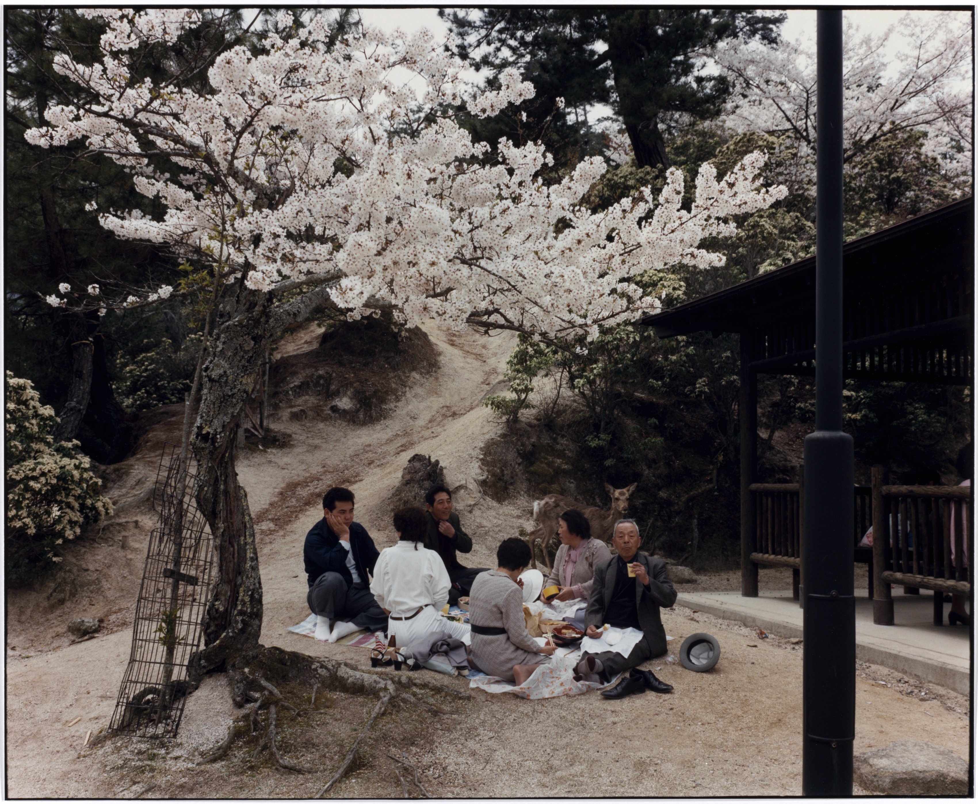 A Cherry-Blossom Picnic in a Grove, Miyajima, Japan