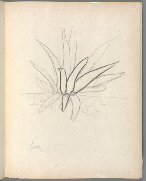 Sketchbook No. 6, page 121: Pencil sketch of cactus