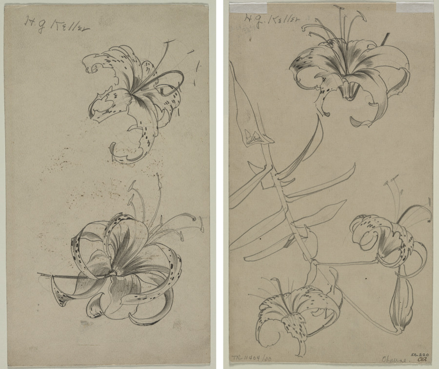Sketch of Tiger Lilies (recto) Sketch of Tiger Lilies (verso), Henry Keller, c. 1891–1949