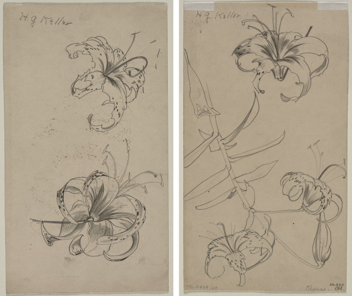 Sketch of Tiger Lilies (recto) Sketch of Tiger Lilies (verso)