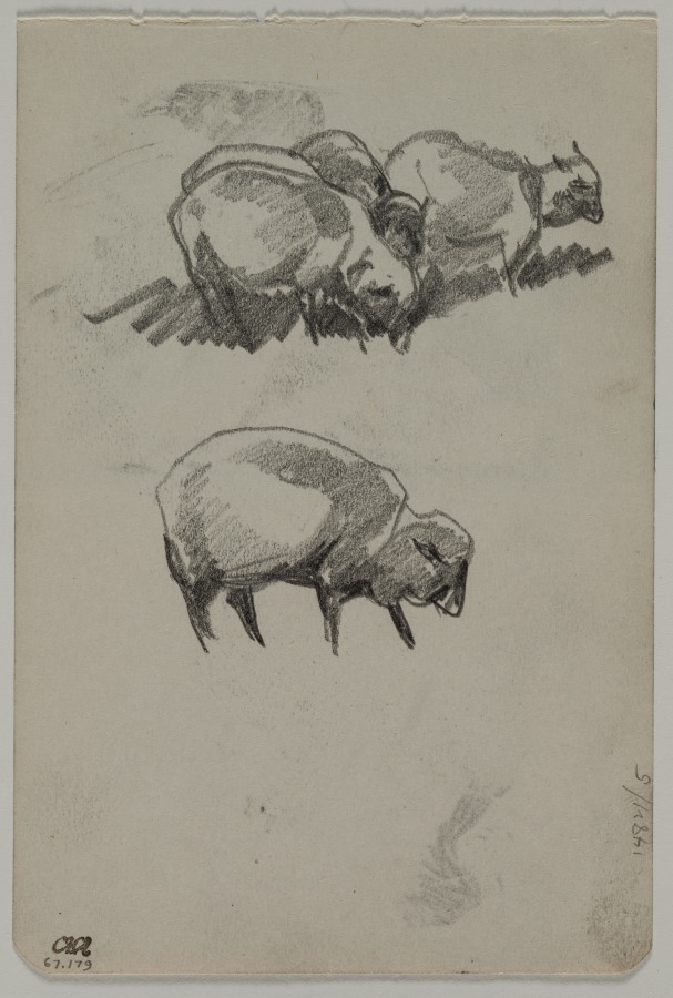Sketch of Sheep (verso), Henry Keller, c. 1891–1949