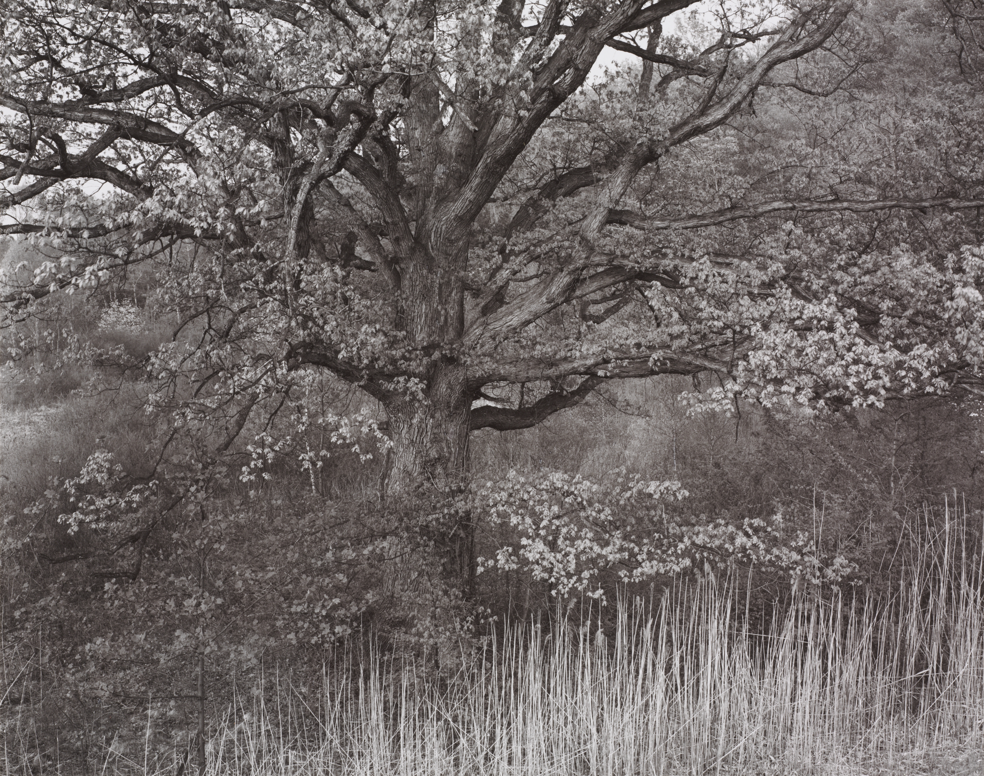 Oak Tree, Holmdel, New Jersey